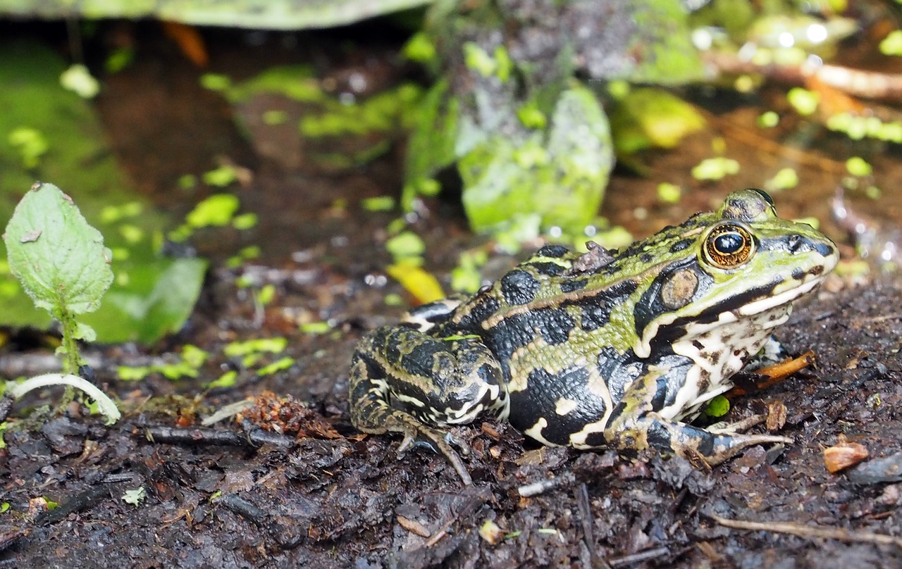 frog  pond  garden pond free photo