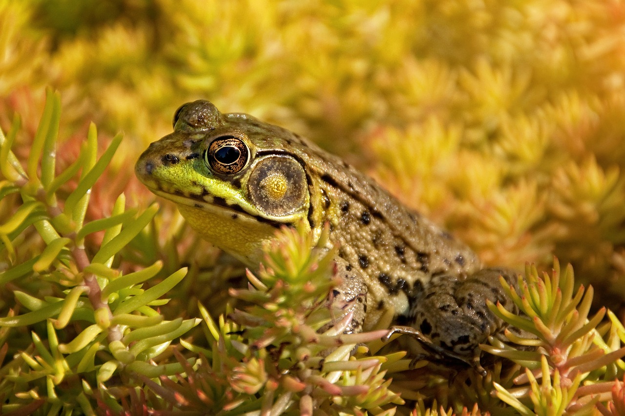 frog  amphibian  bullfrog free photo