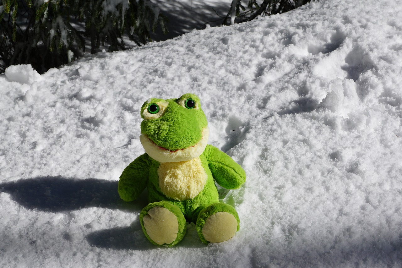 frog  snow  winter free photo