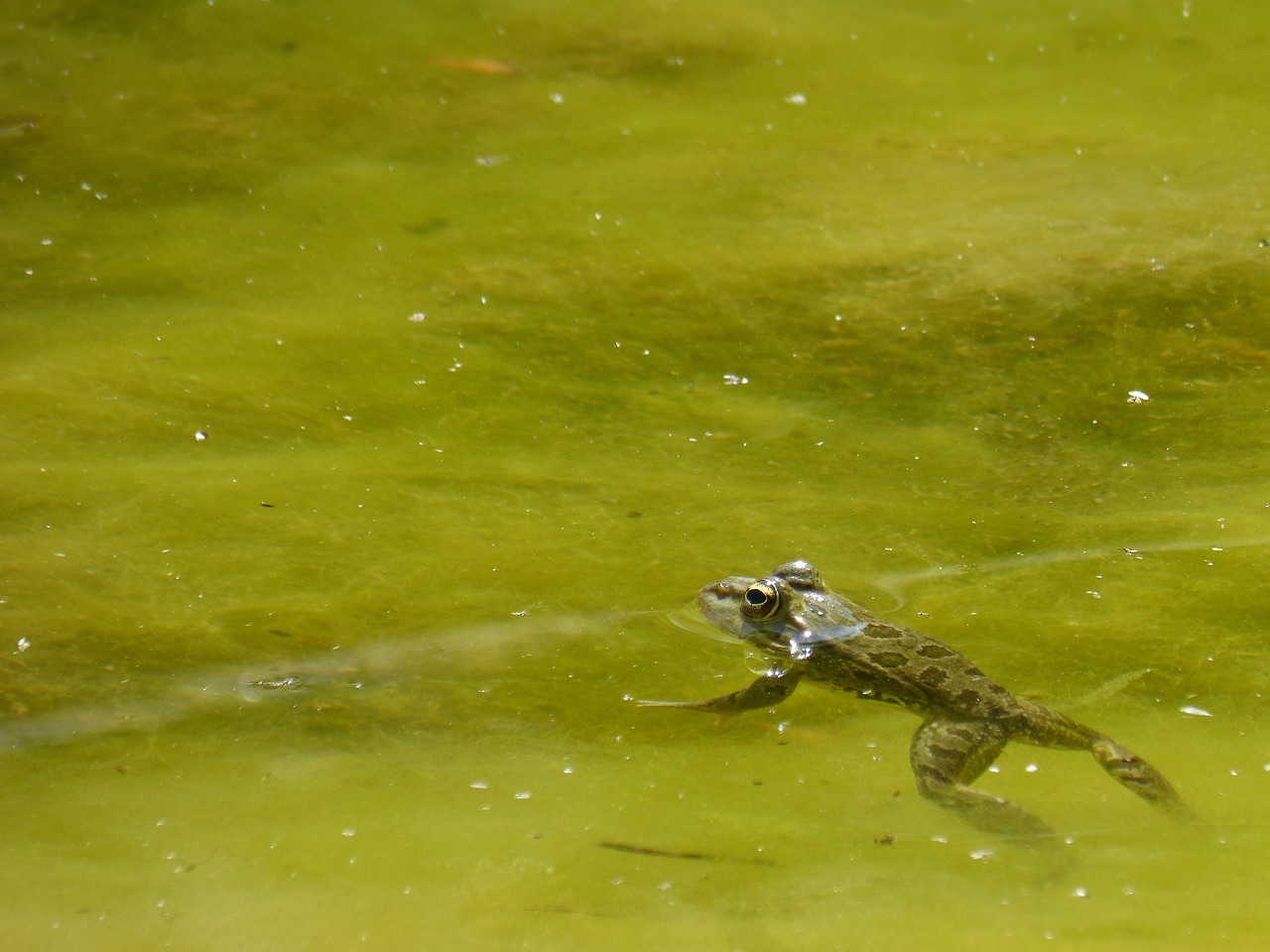 frog  raft  batrachian free photo