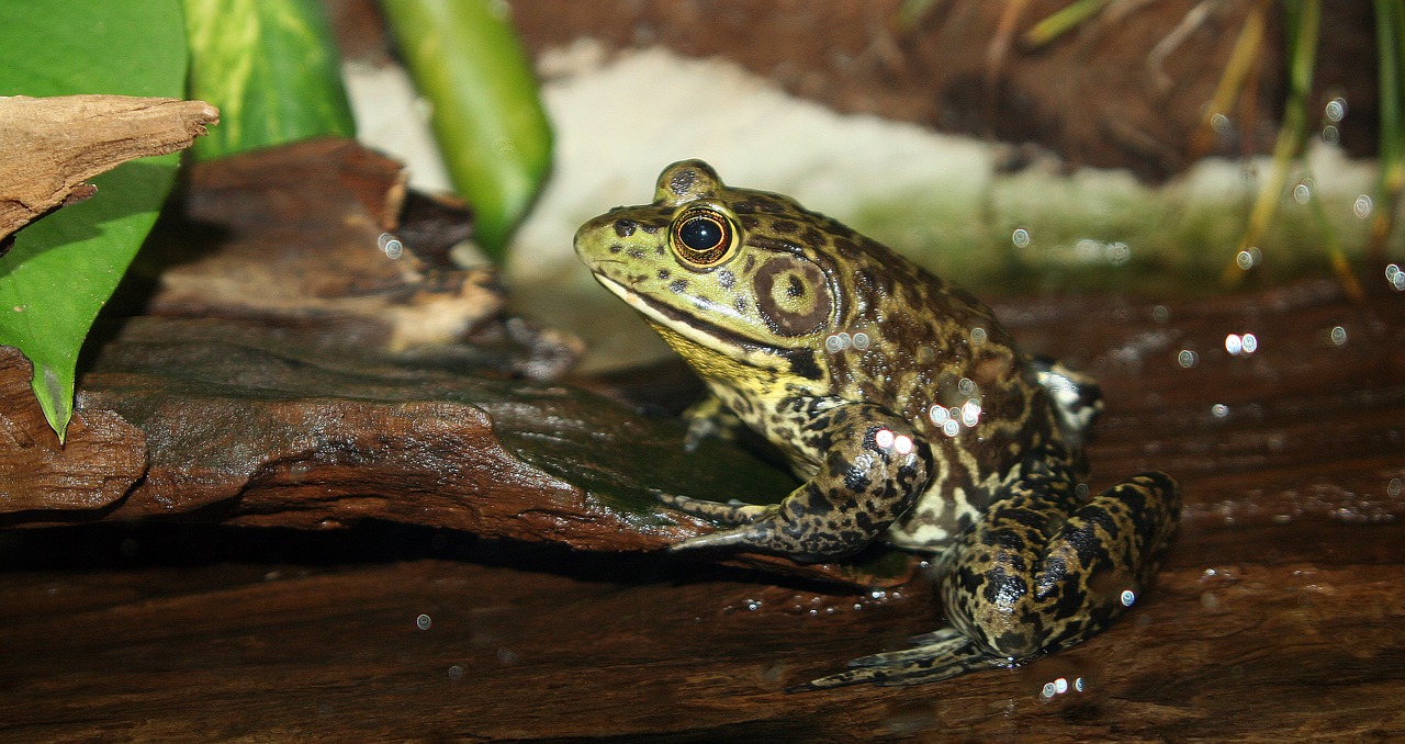 frog  amphibian  wildlife free photo