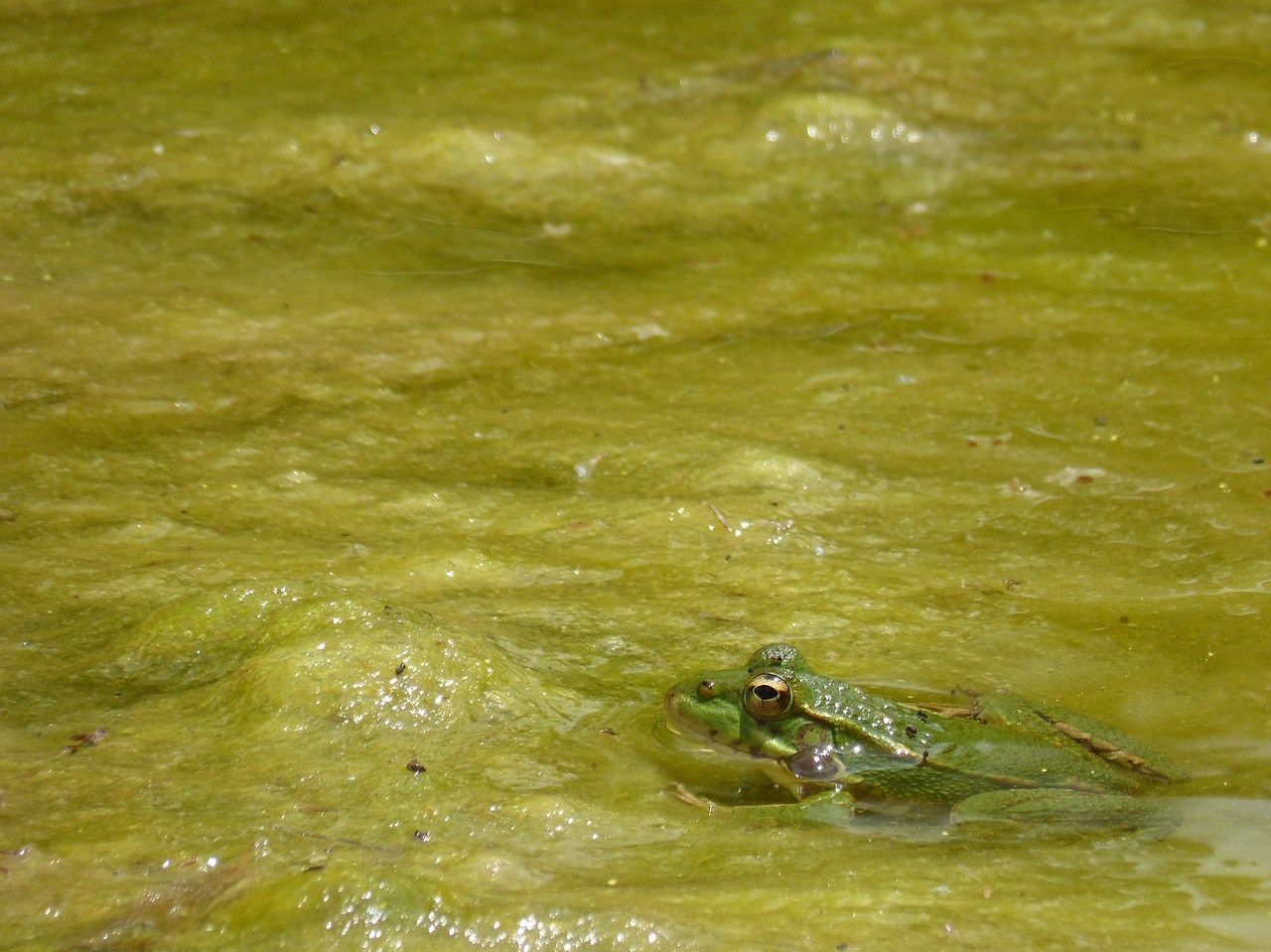 frog  algae  stalking free photo