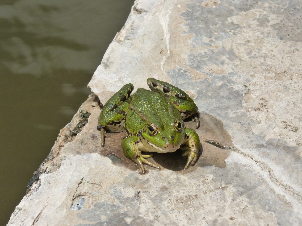 frog  batrachian  raft free photo