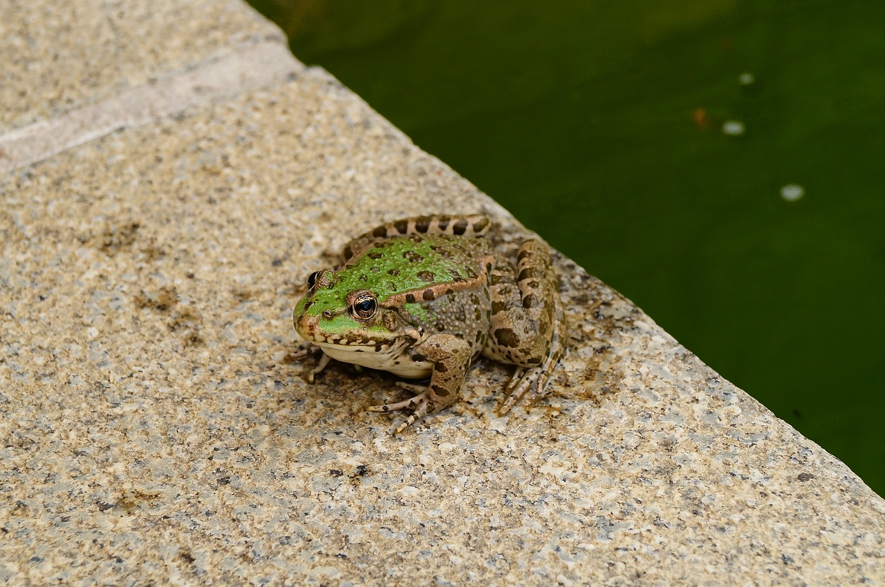 frog  pond  austria free photo