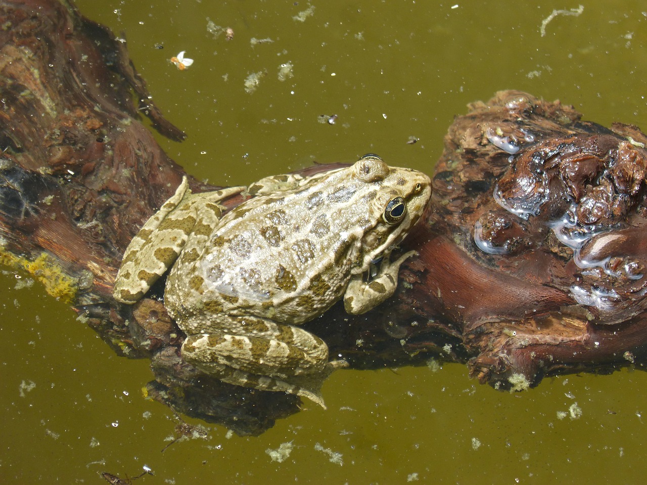 frog  batrachian  pond free photo