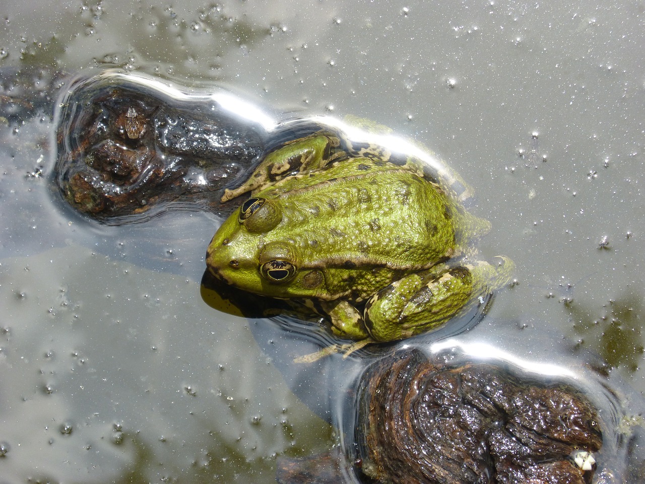 frog  batrachian  pond free photo