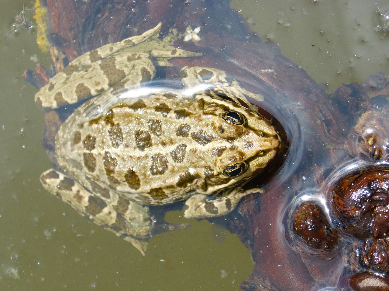 frog  batrachian  pond free photo