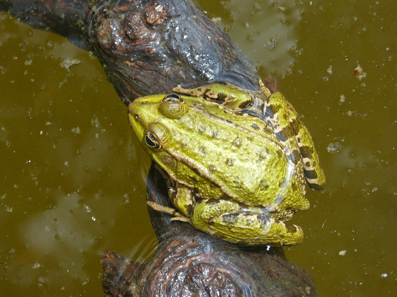 frog  batrachian  pond free photo