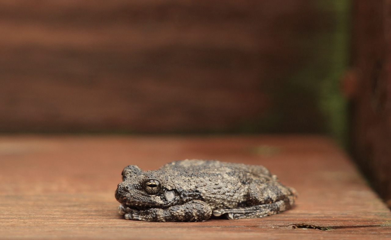 frog  nature  toad free photo