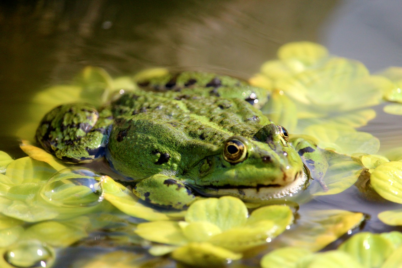 frog  frog pond  amphibian free photo