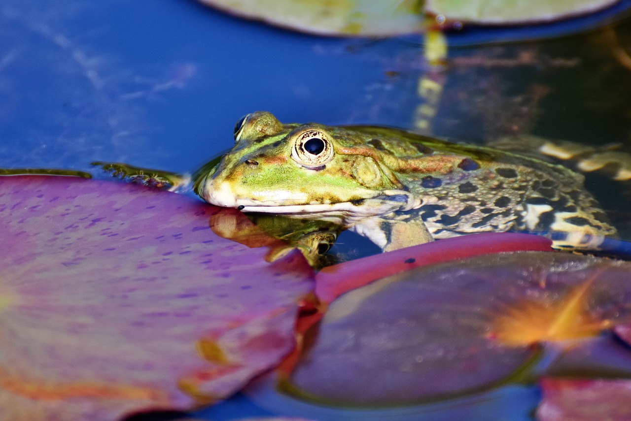 frog  toad  amphibians free photo