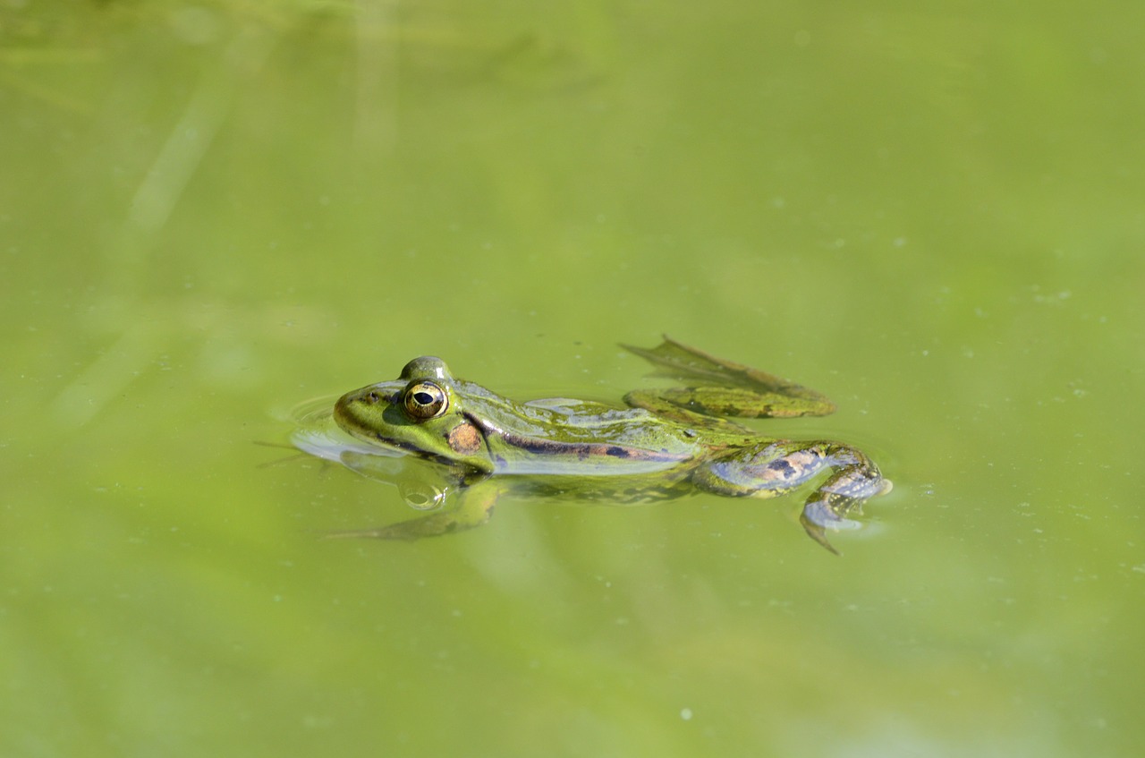 frog  water  pond free photo