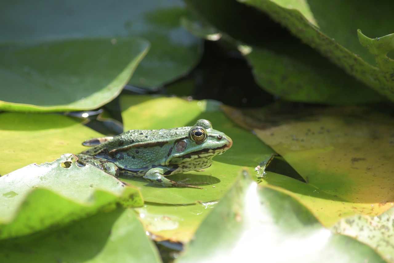 frog  leaf  water lily free photo