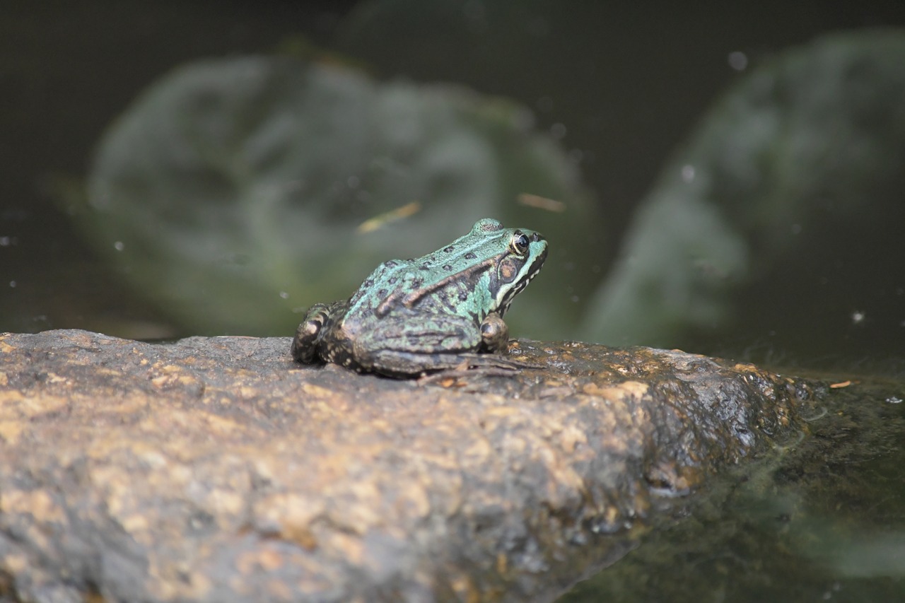 frog  pond  stone free photo