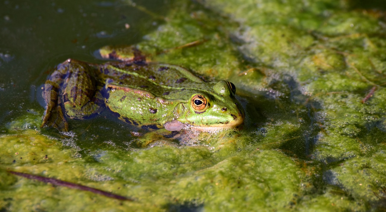 frog  pond  nature free photo