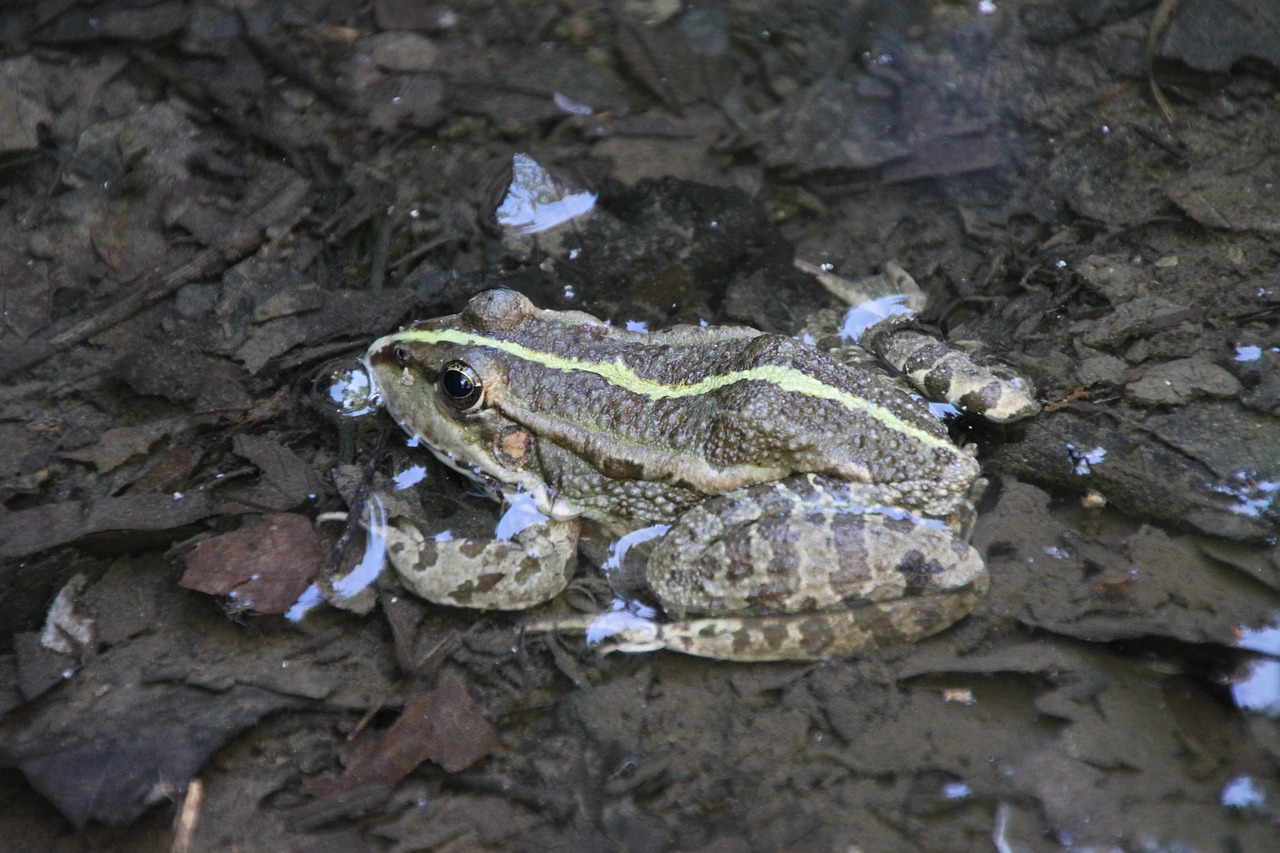 frog  water  amphibian free photo