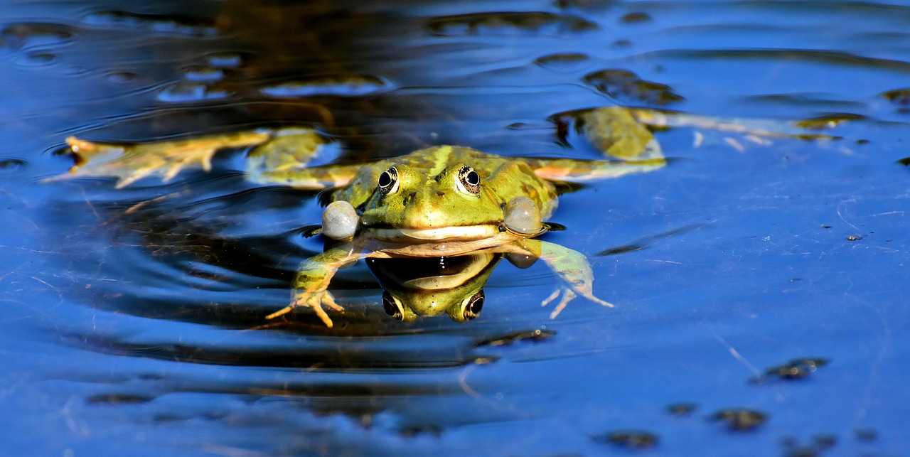 frog  pond  animal free photo