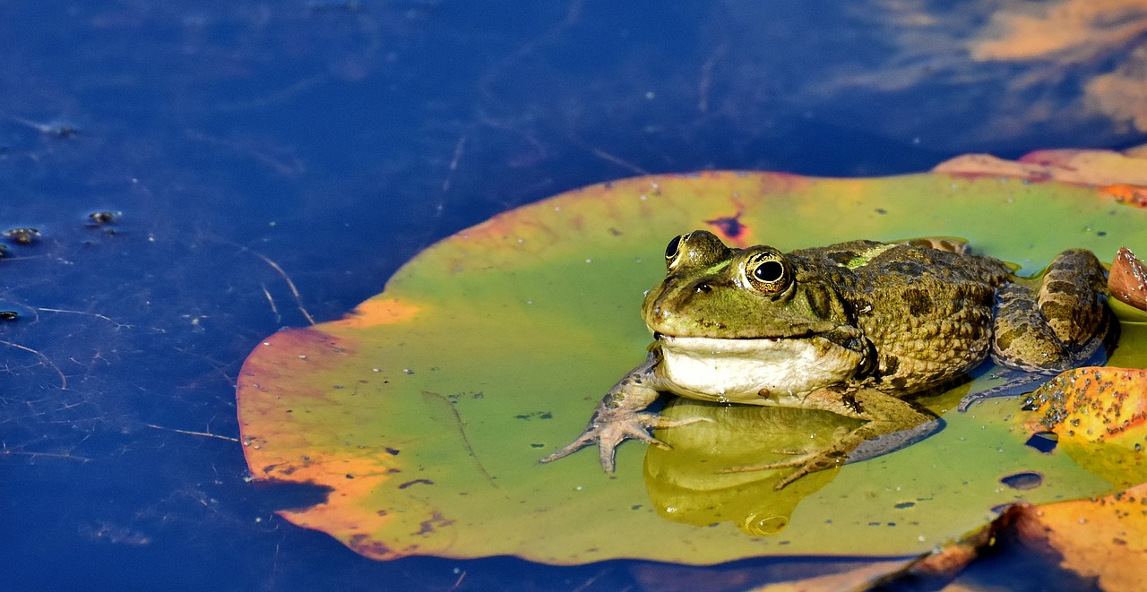 frog  pond  animal free photo