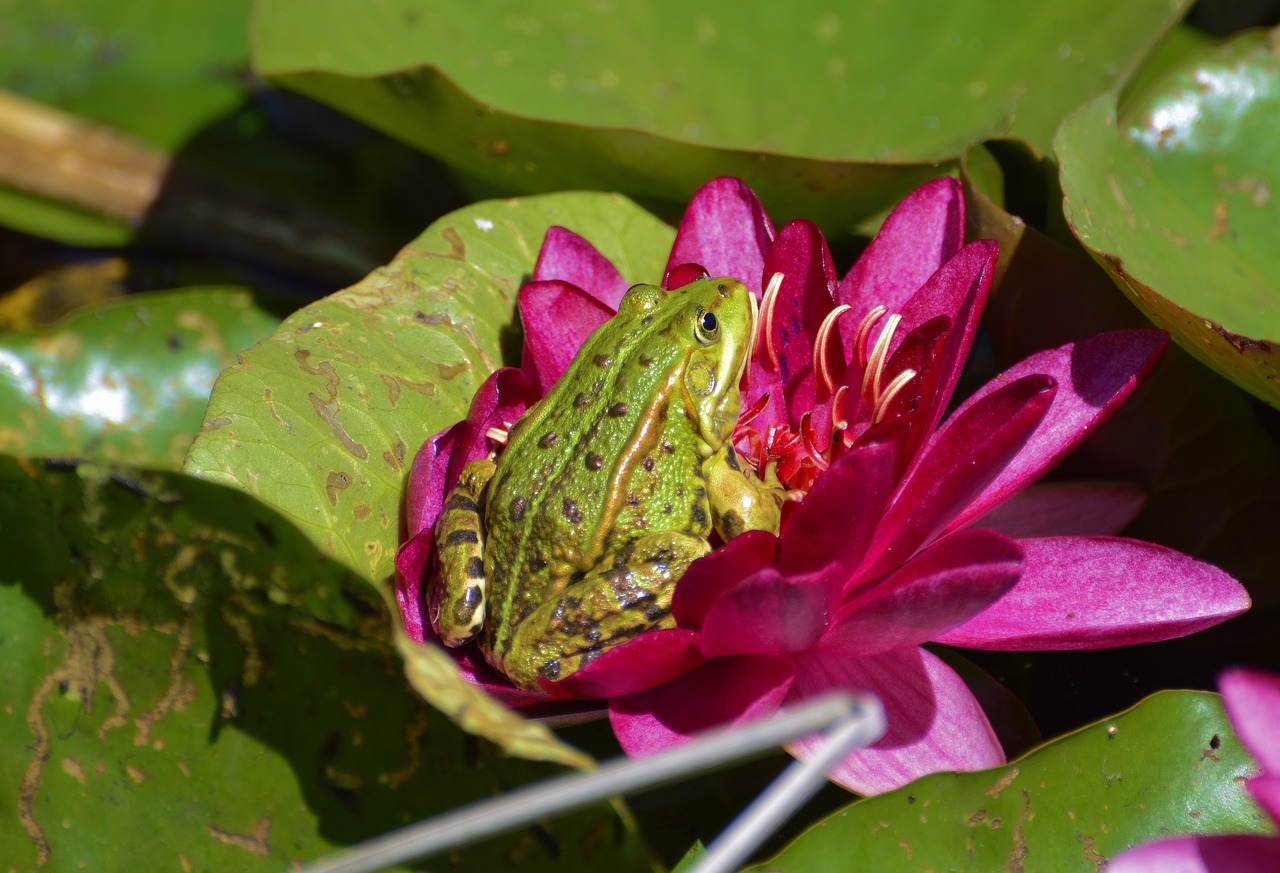 frog  summer  nature free photo