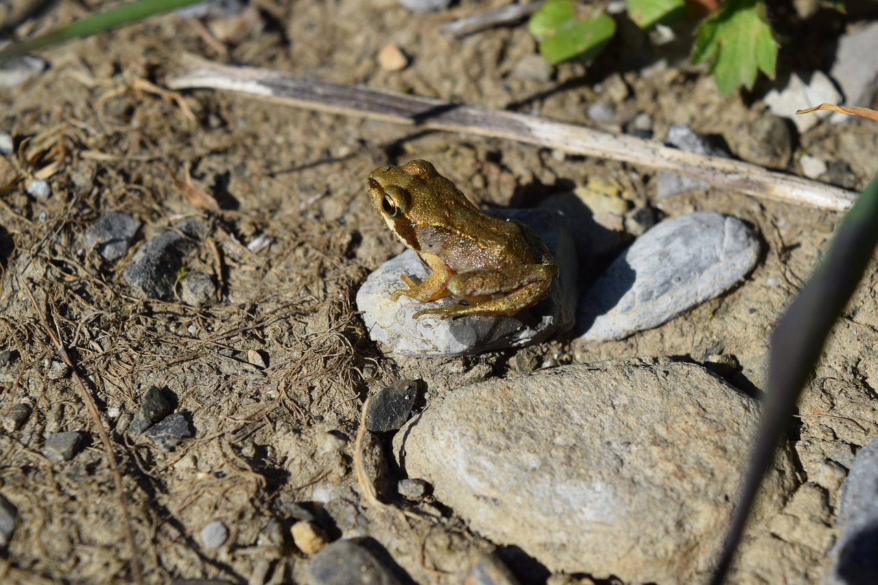 frog  toad  amphibian free photo