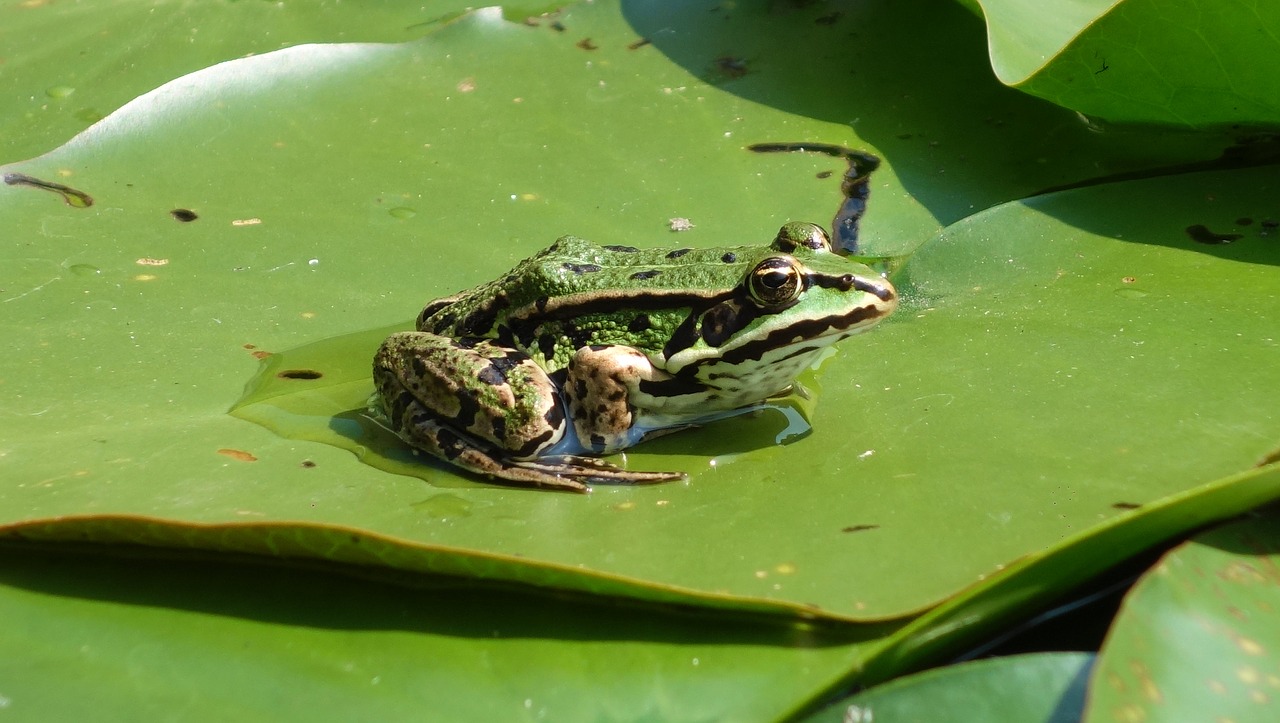 frog  pond  green free photo