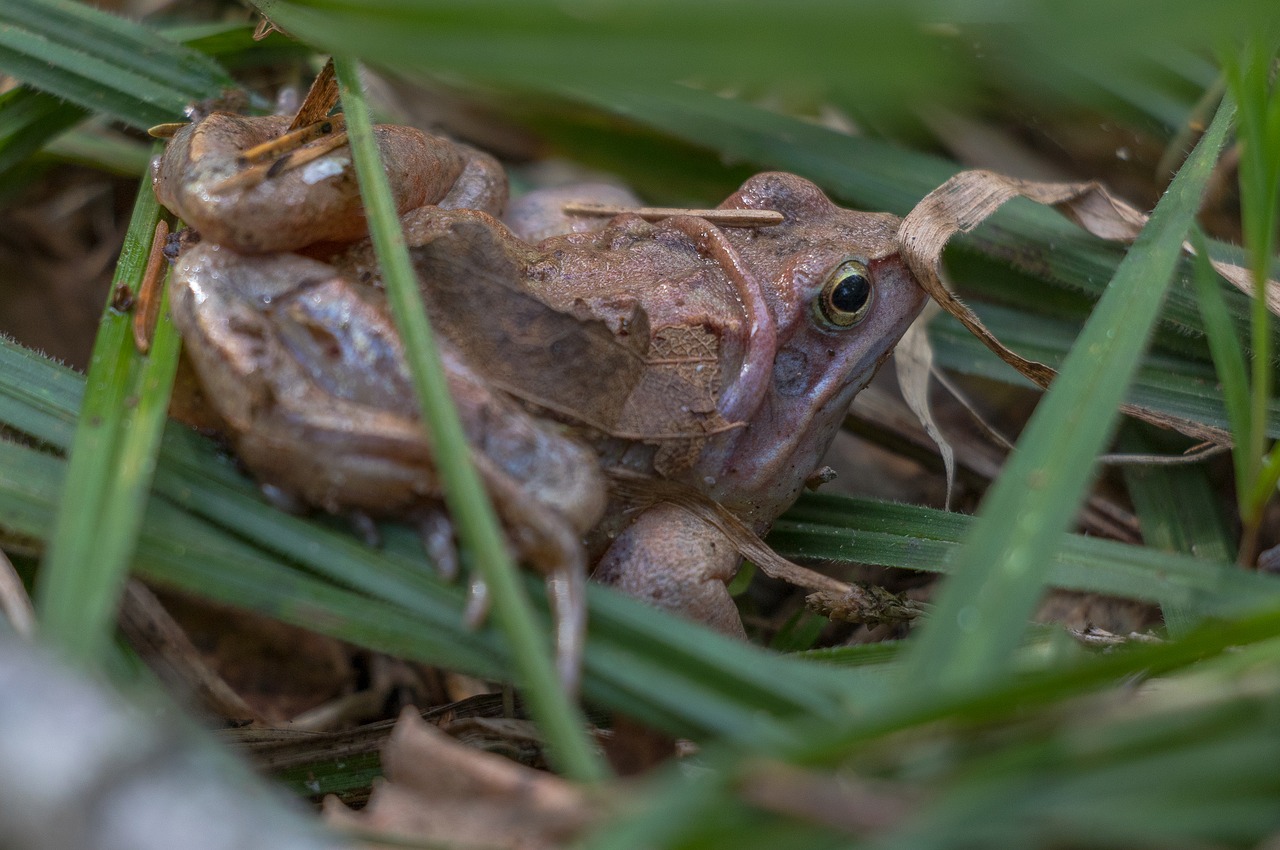 frog  amphibian  amphibians free photo