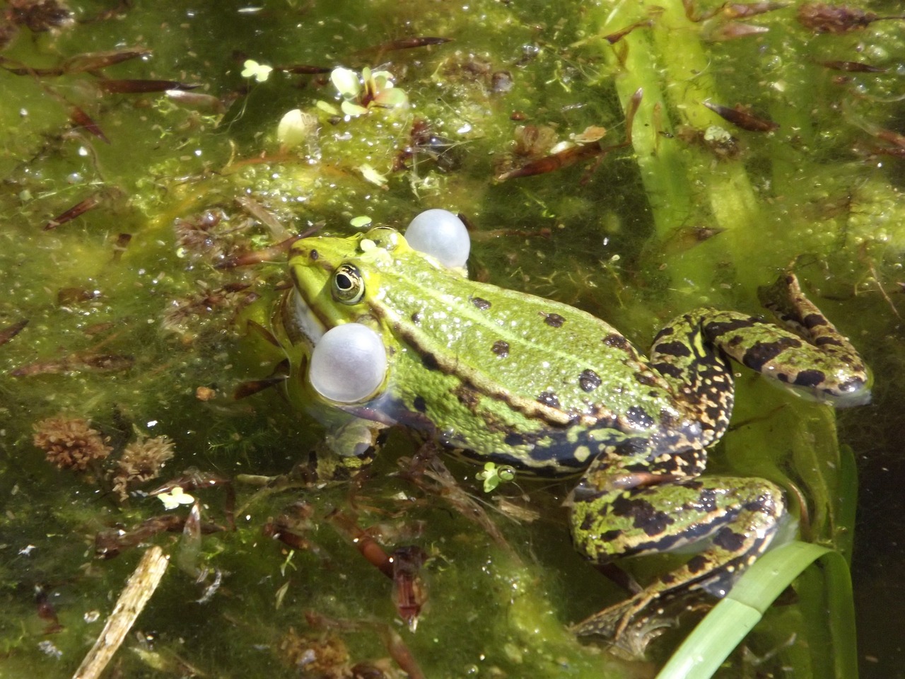 frog water frog amphibian free photo