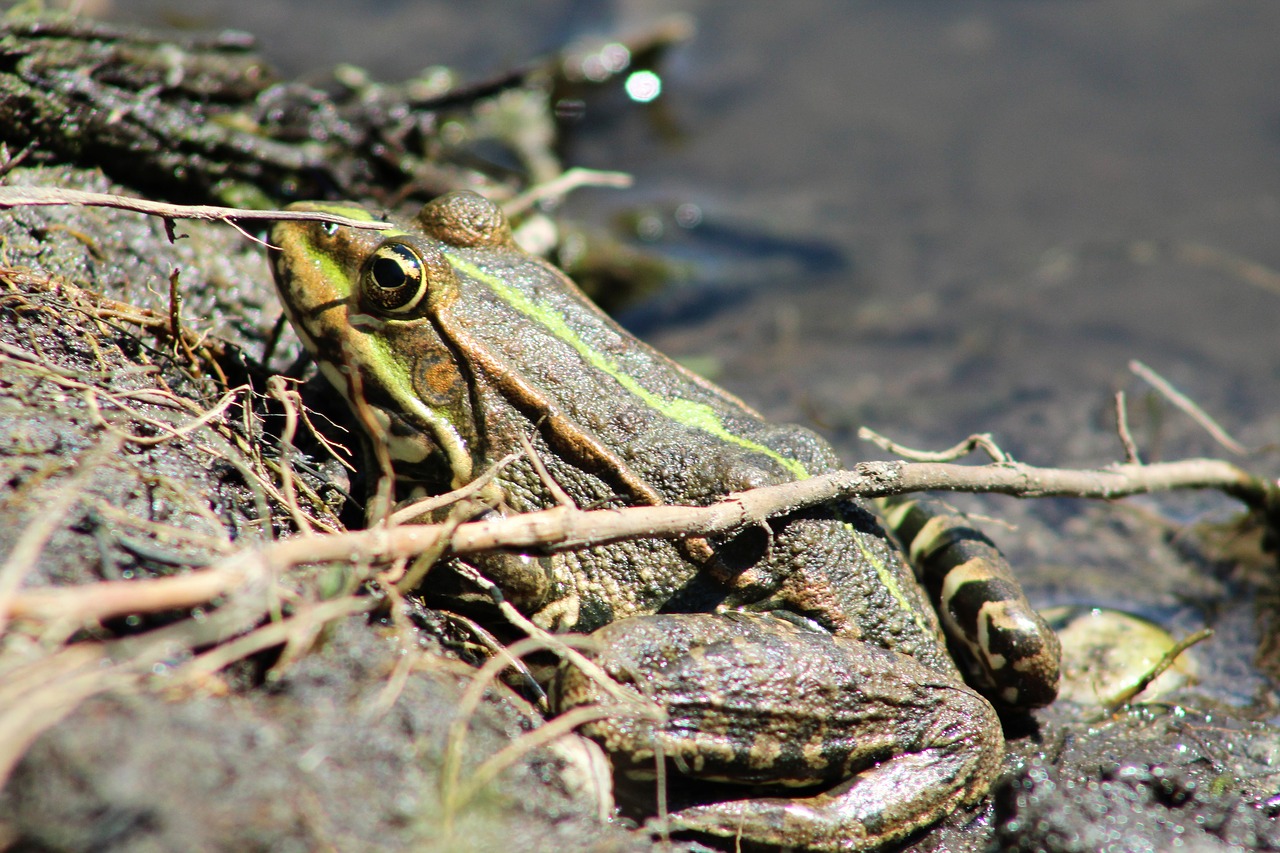 frog  pond  nature free photo