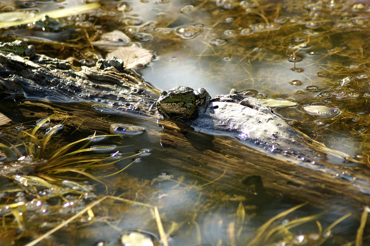 frog  animal  water free photo