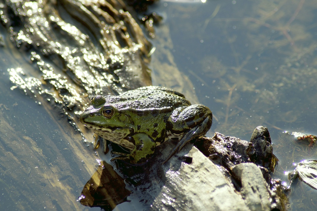 frog  animal  pond free photo