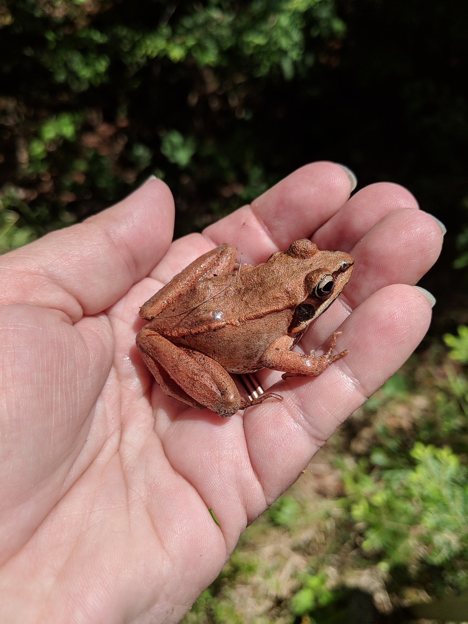 frog  hand  holding free photo