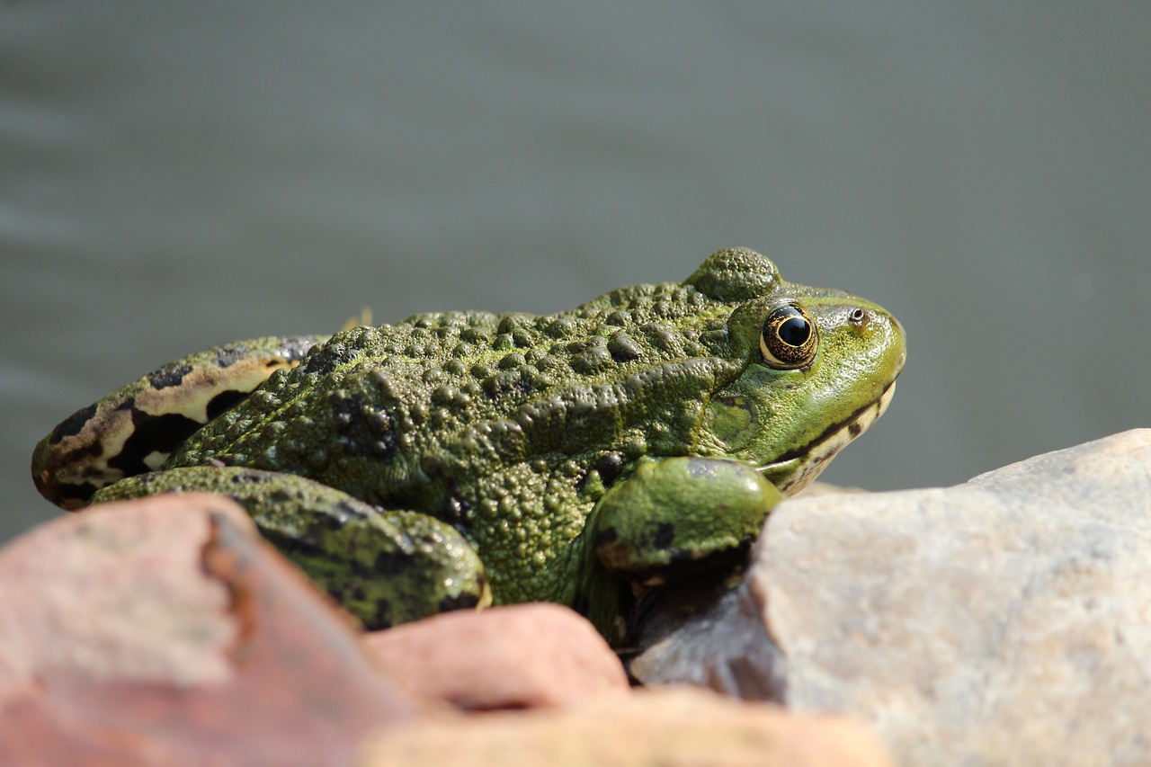 frog  frog pond  animal free photo