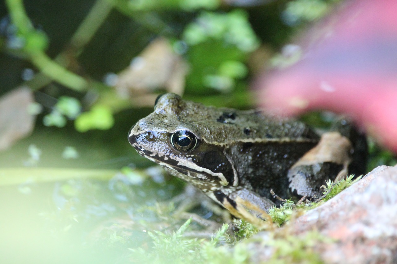 frog  nature  blur free photo