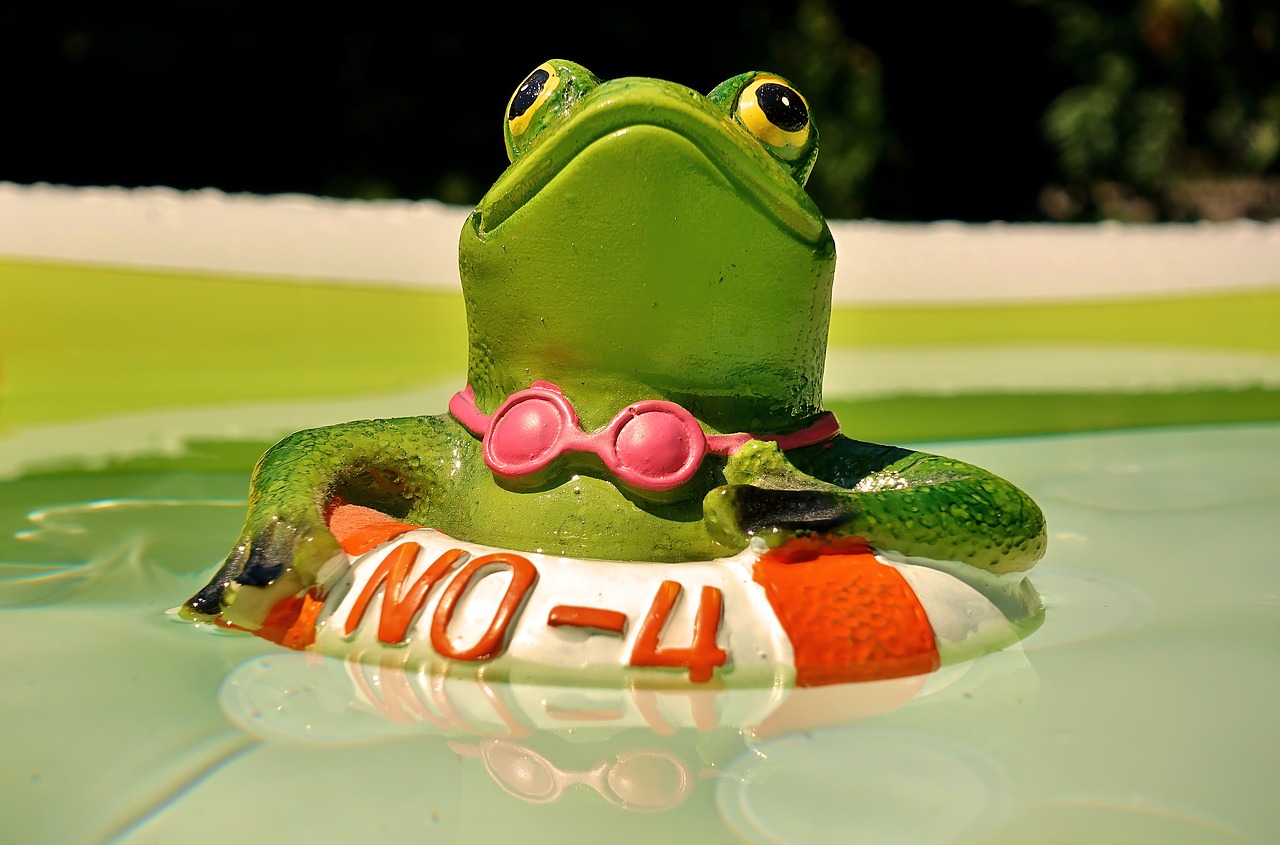 frog  figure  swim free photo