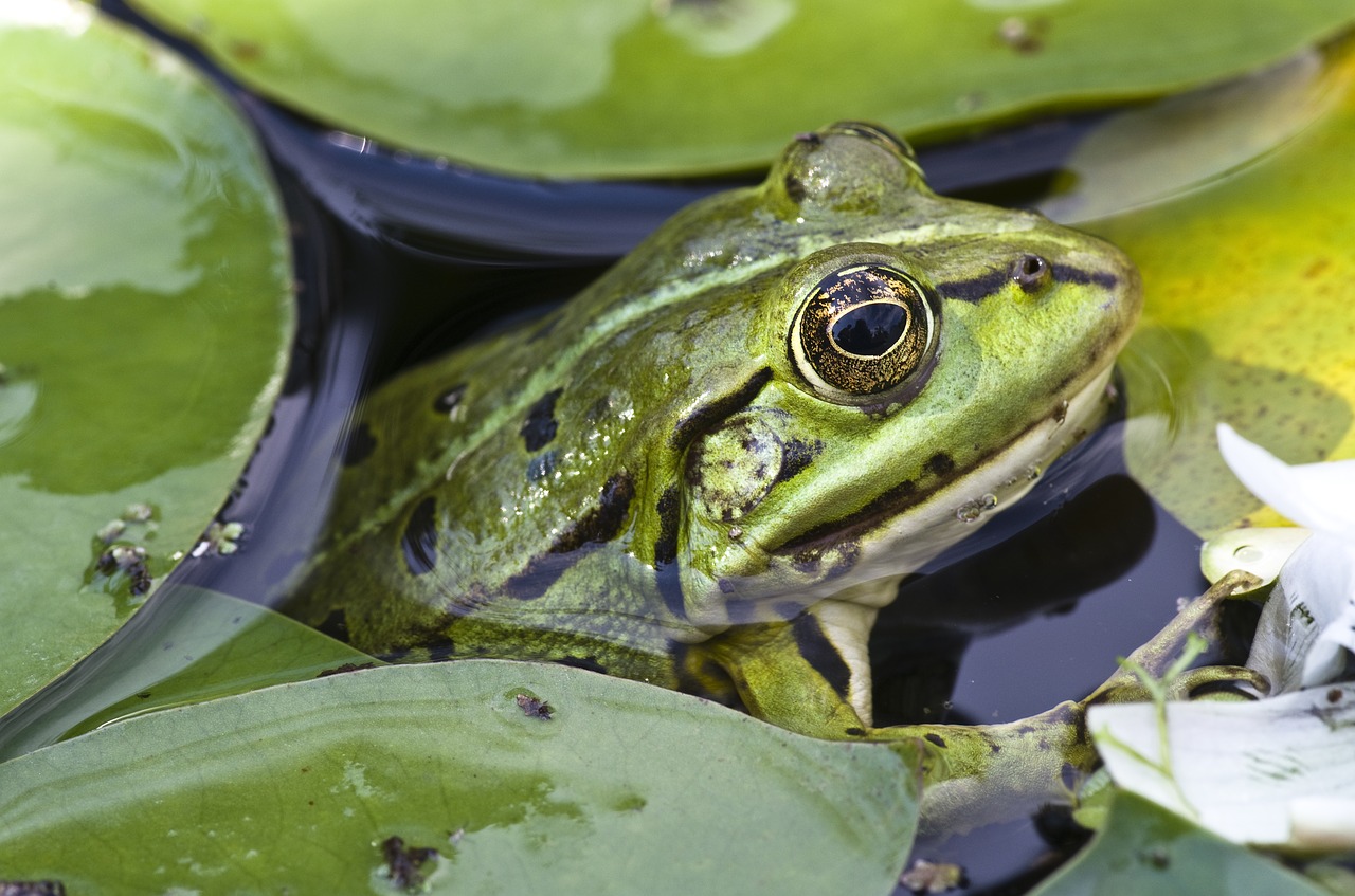 frog  close up  pond free photo