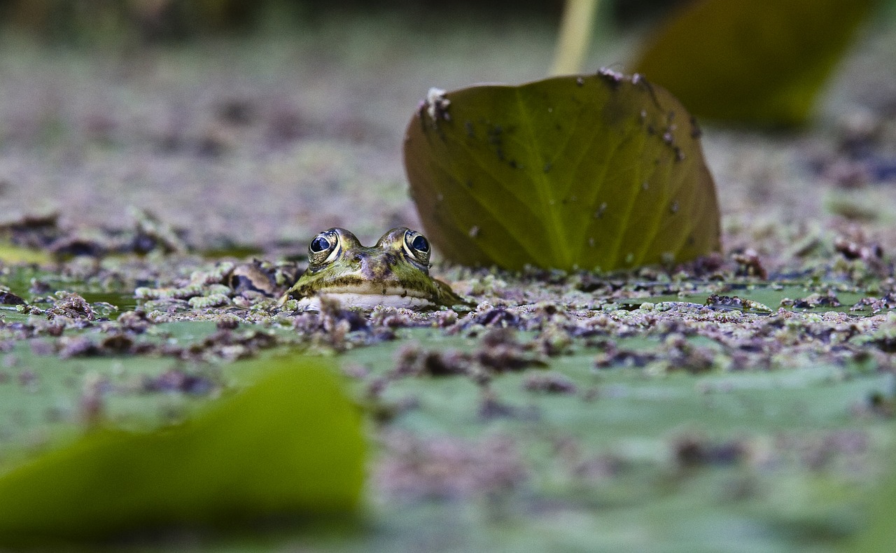 frog  pond  close up free photo