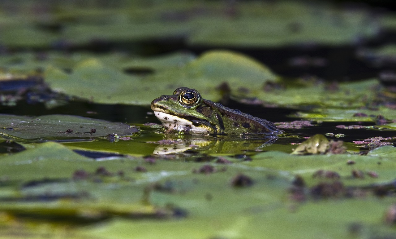 frog  pond  close up free photo