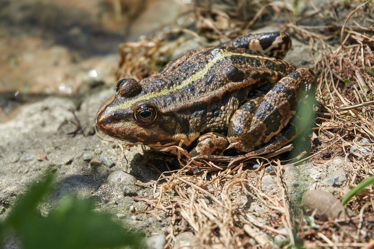 frog  amphibian  pond free photo