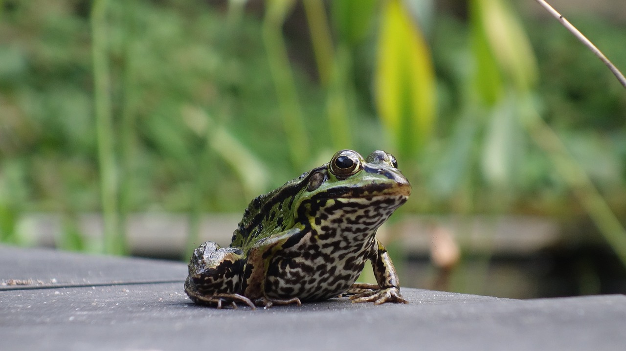frog  amphibian  green free photo