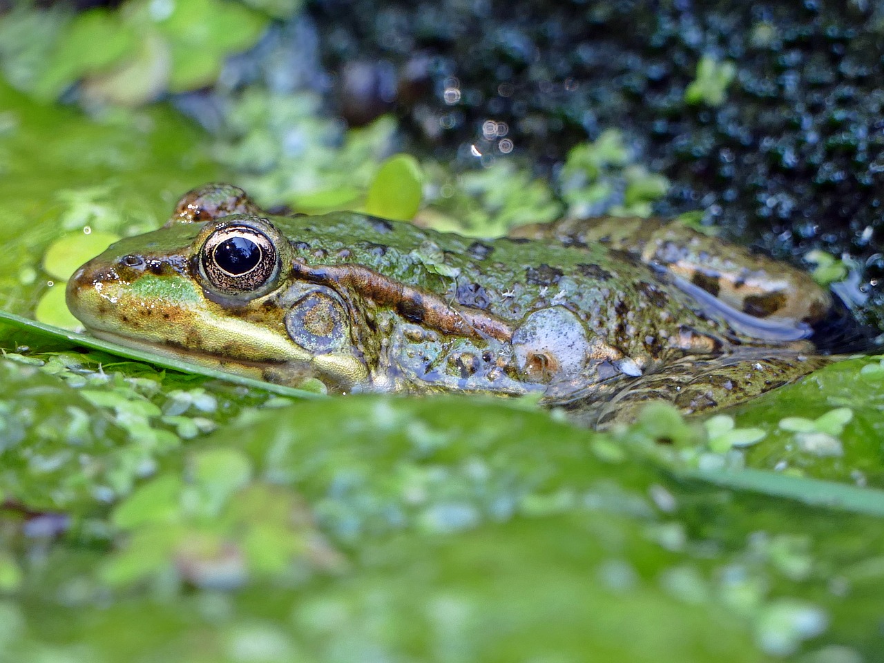 frog  pond  water free photo