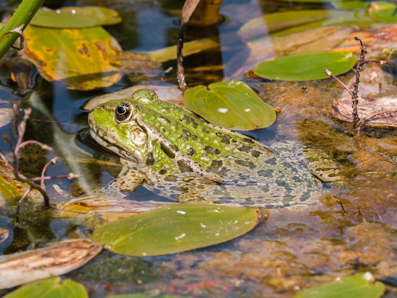 frog  pond inhabitants  green free photo