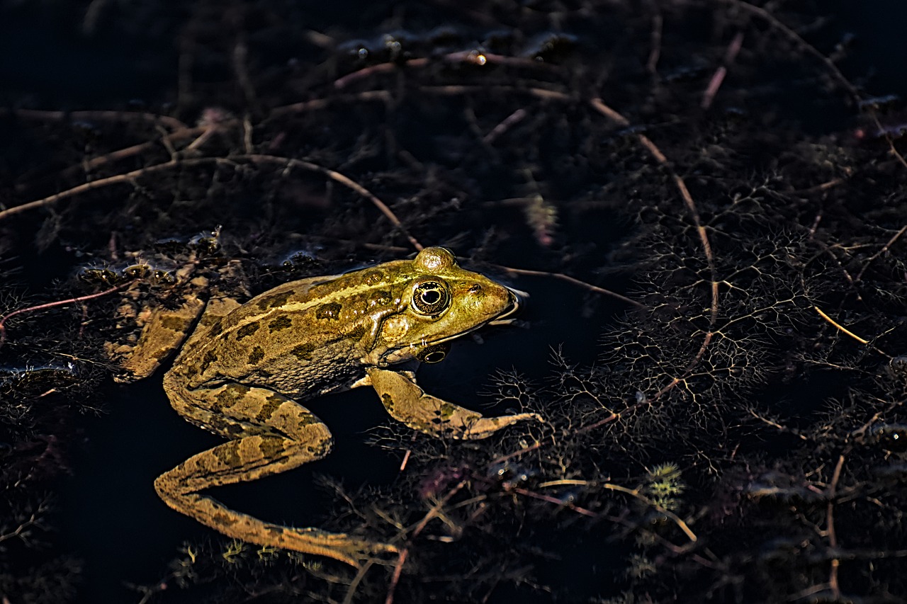 frog  pond  animal free photo