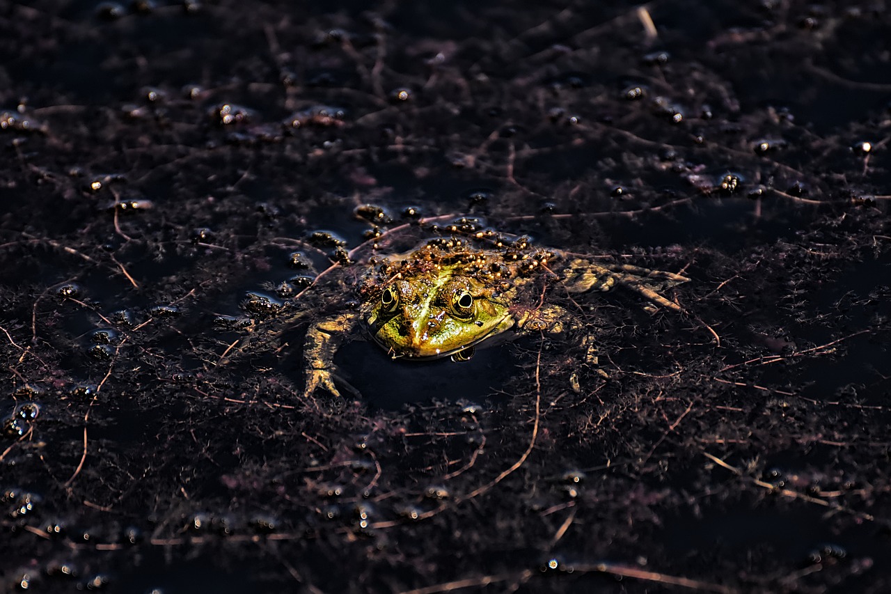 frog  pond  animal free photo