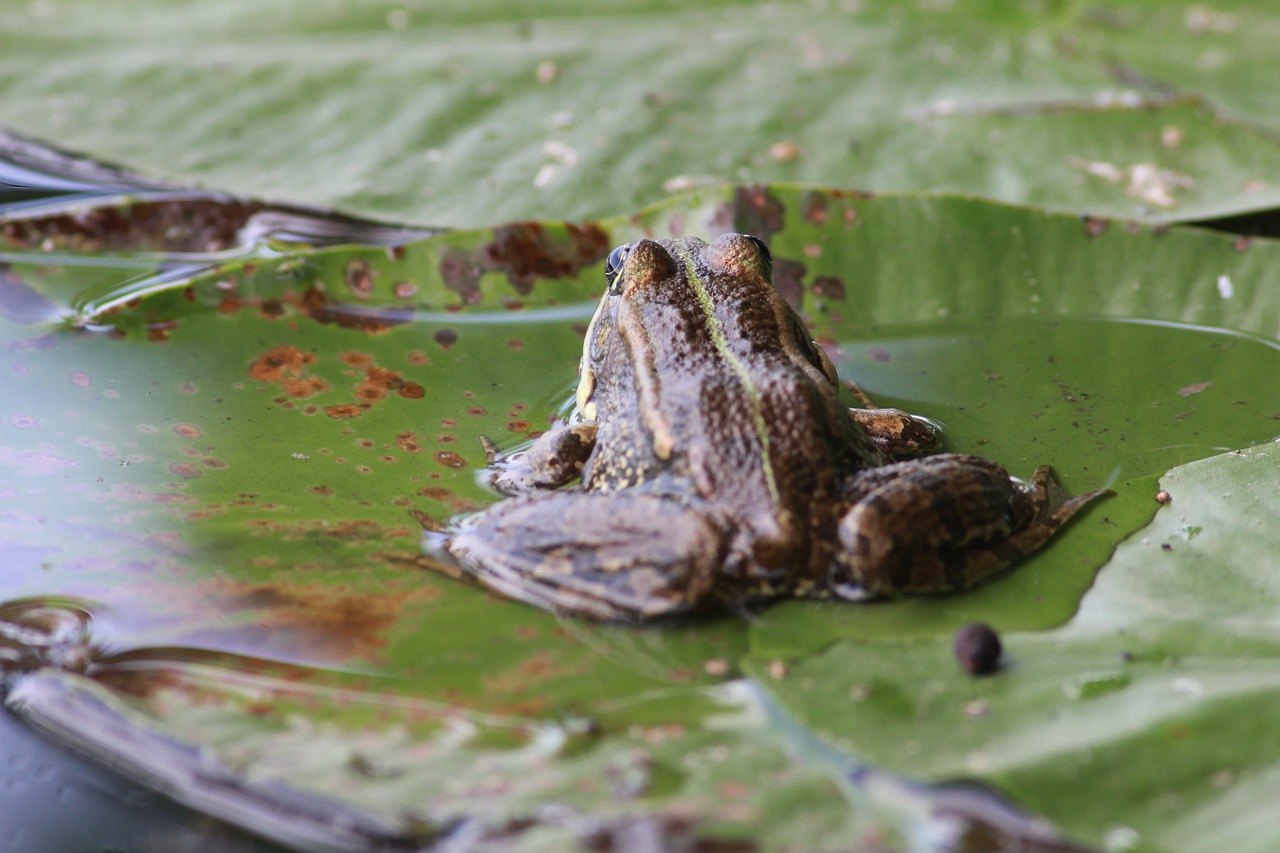 frog  water  leaf free photo