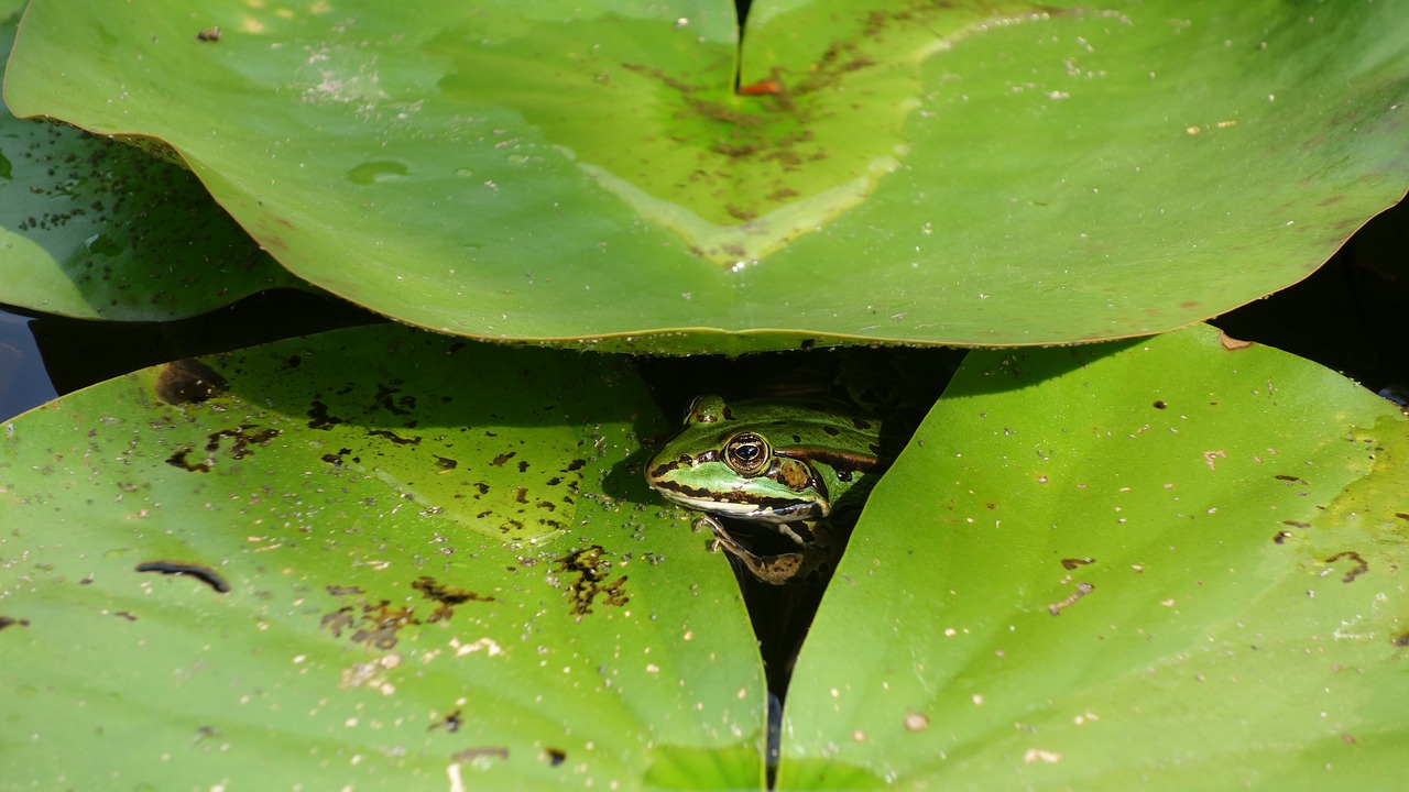 frog  amphibian  water lily free photo