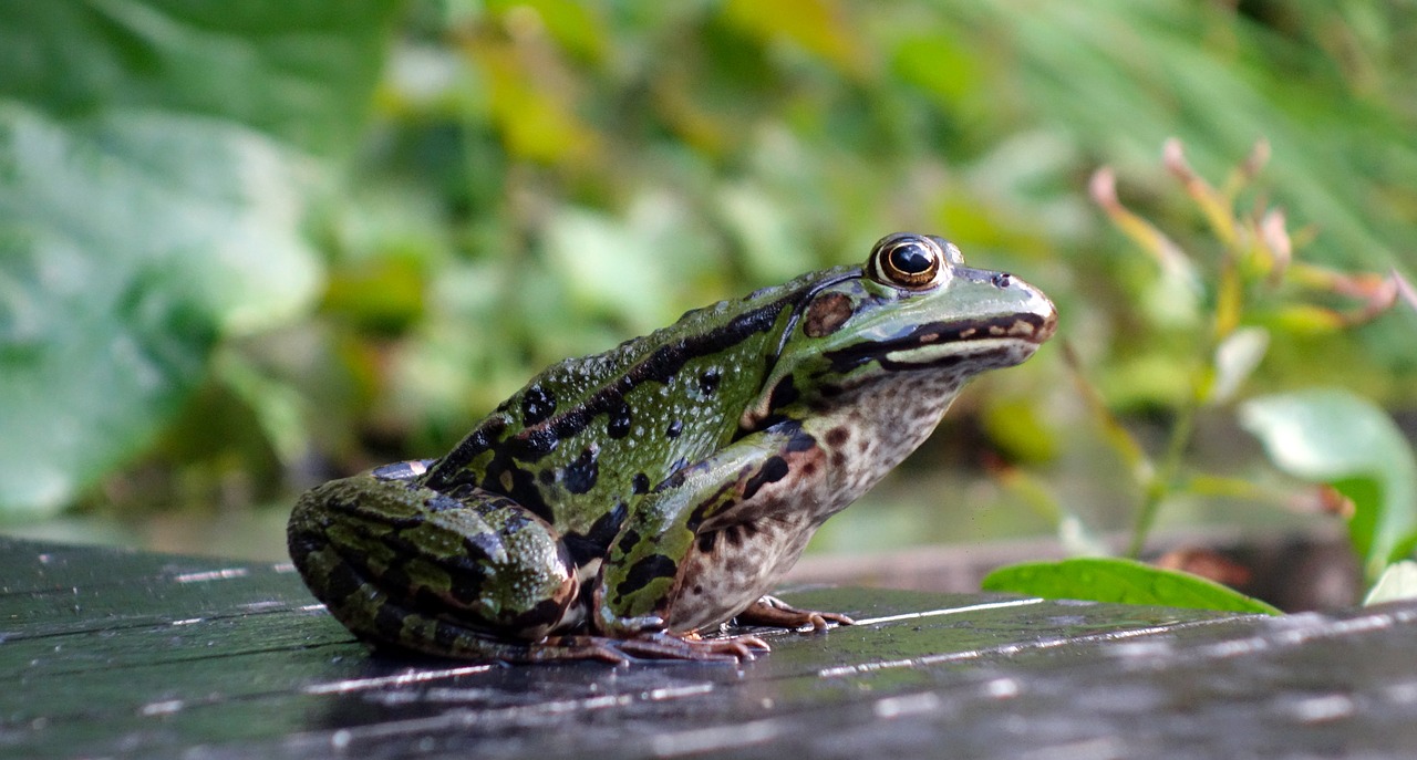 frog  amphibian  green free photo