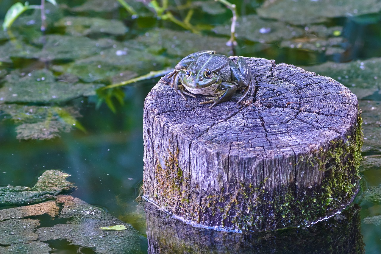 frog  tribe  pond free photo