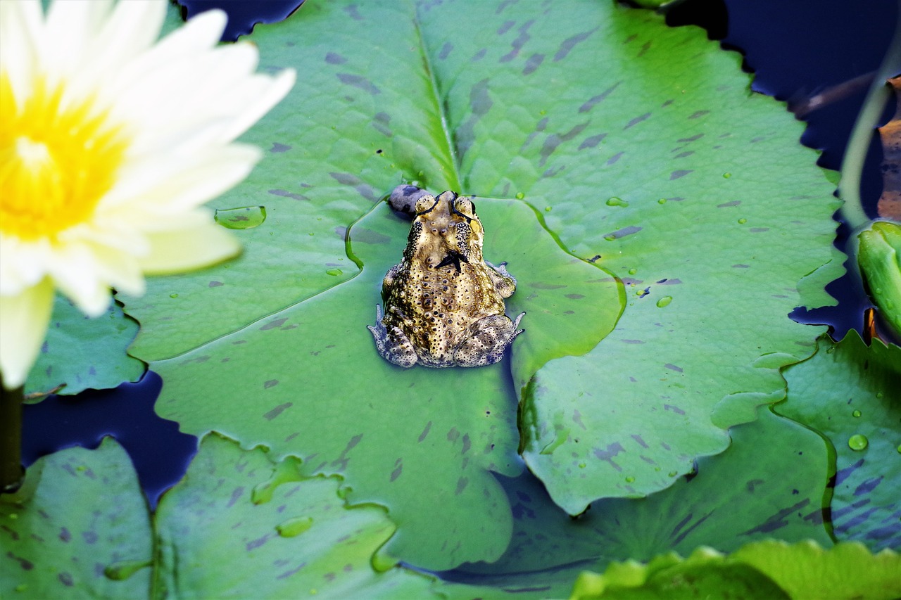 frog  summer  water lily free photo