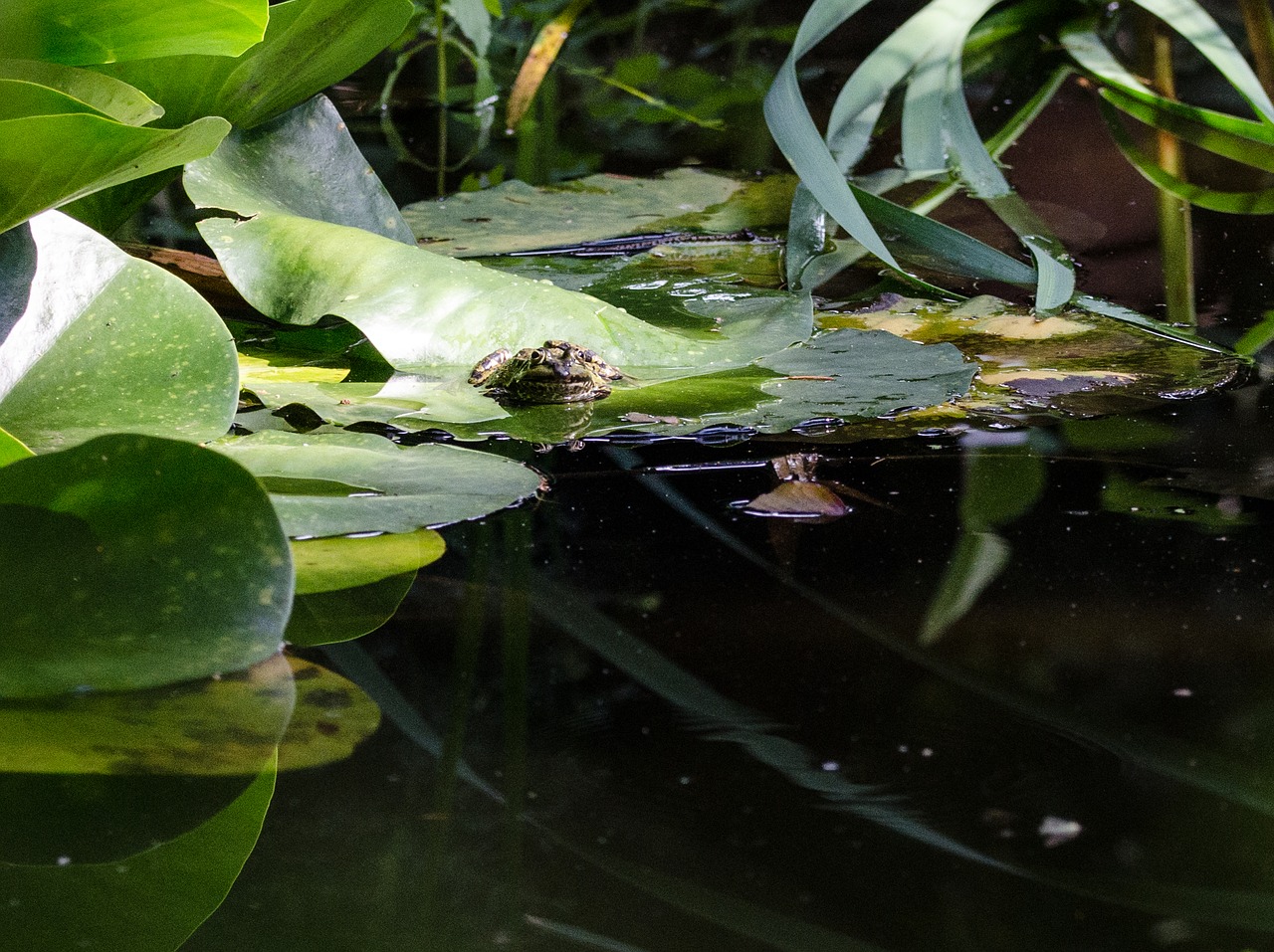 frog  pond  water free photo