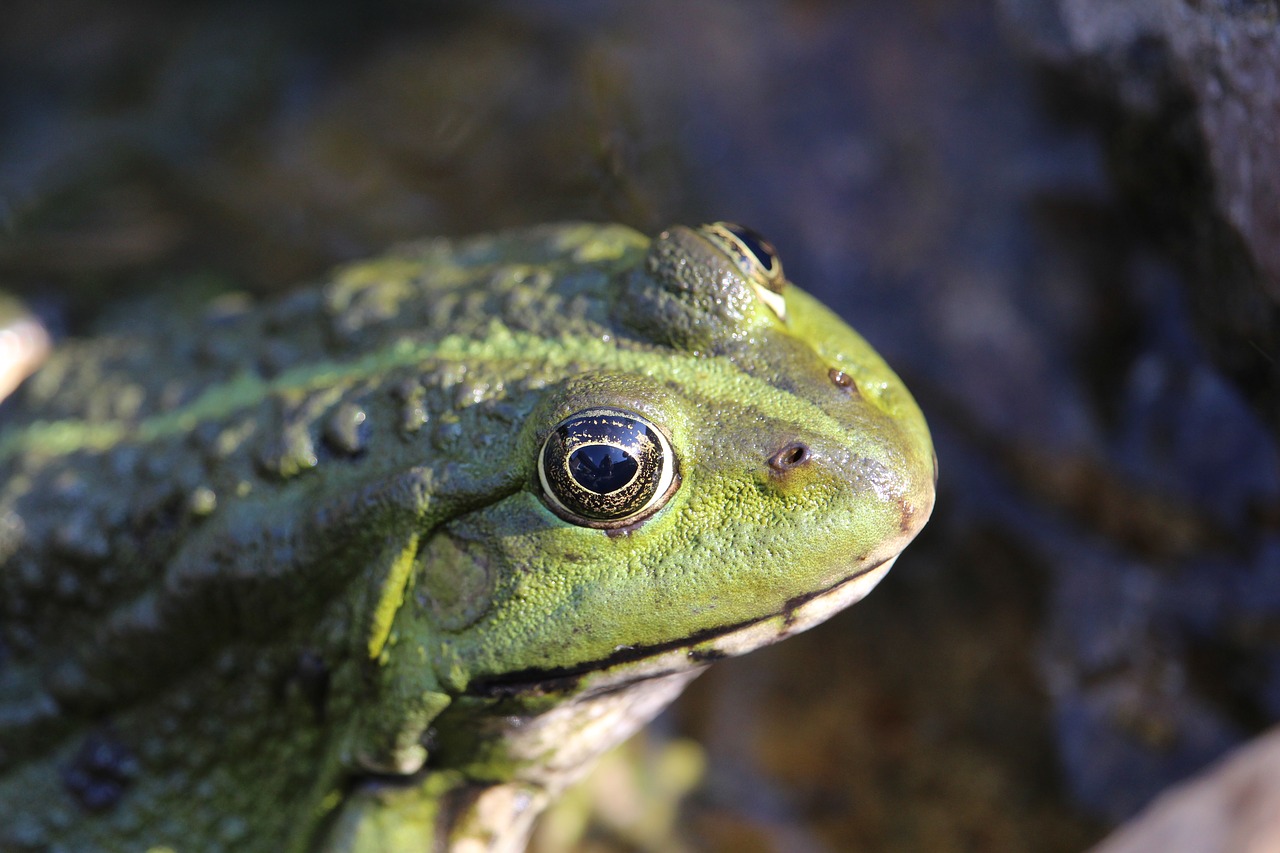 frog  amphibian  animal free photo
